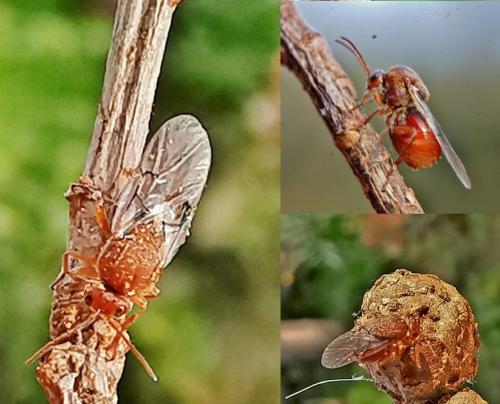 Andricus lignicolus